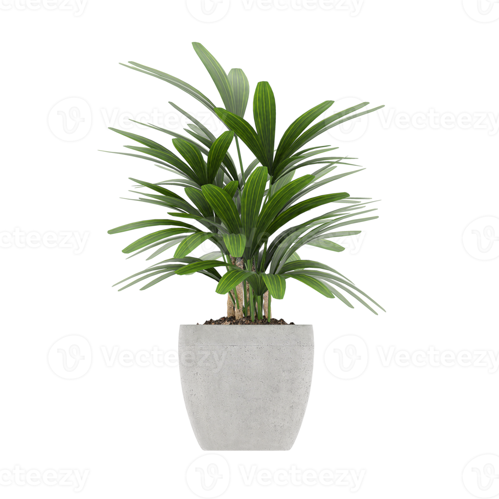 3D illustration green plant in pot png