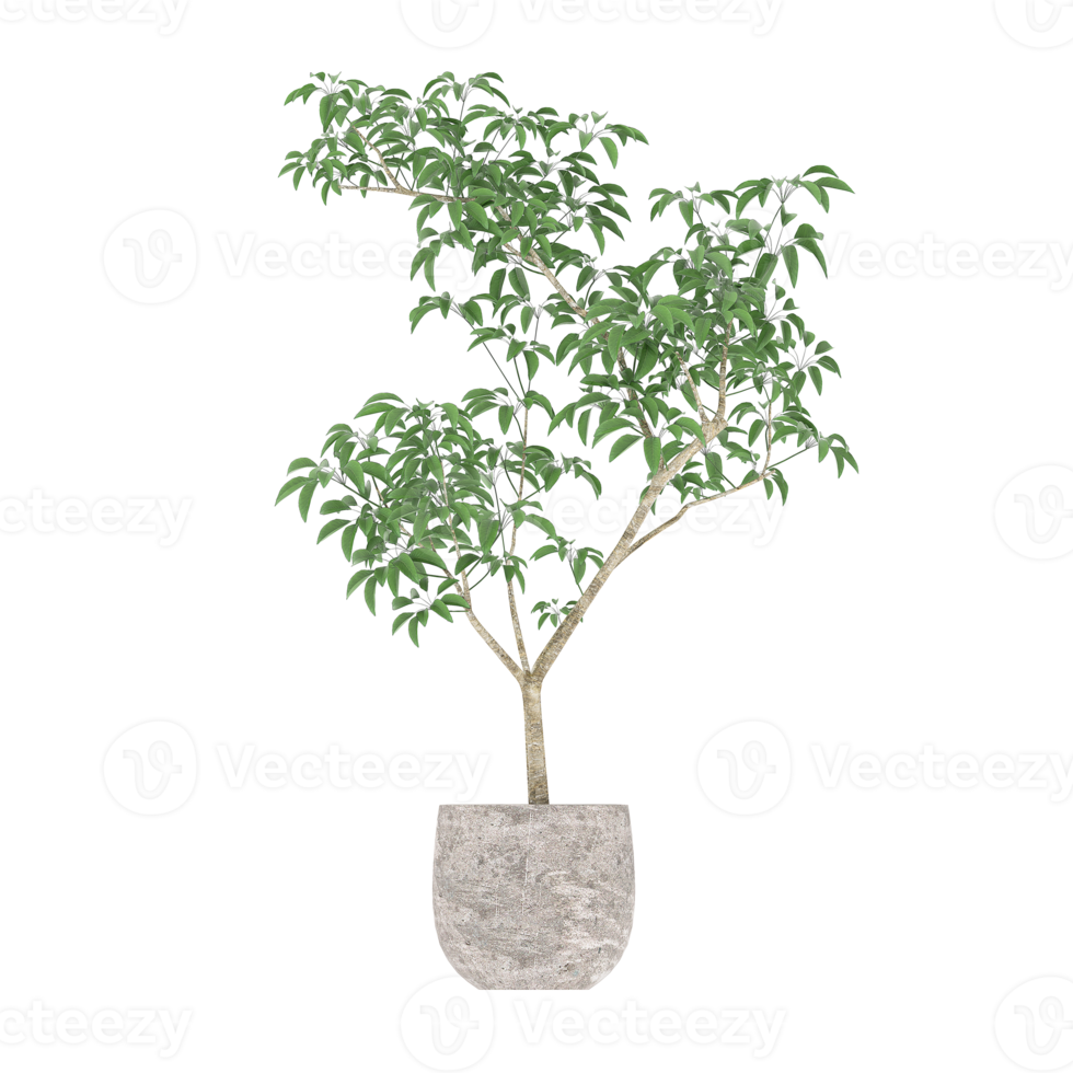 3d ilustración planta verde en maceta png