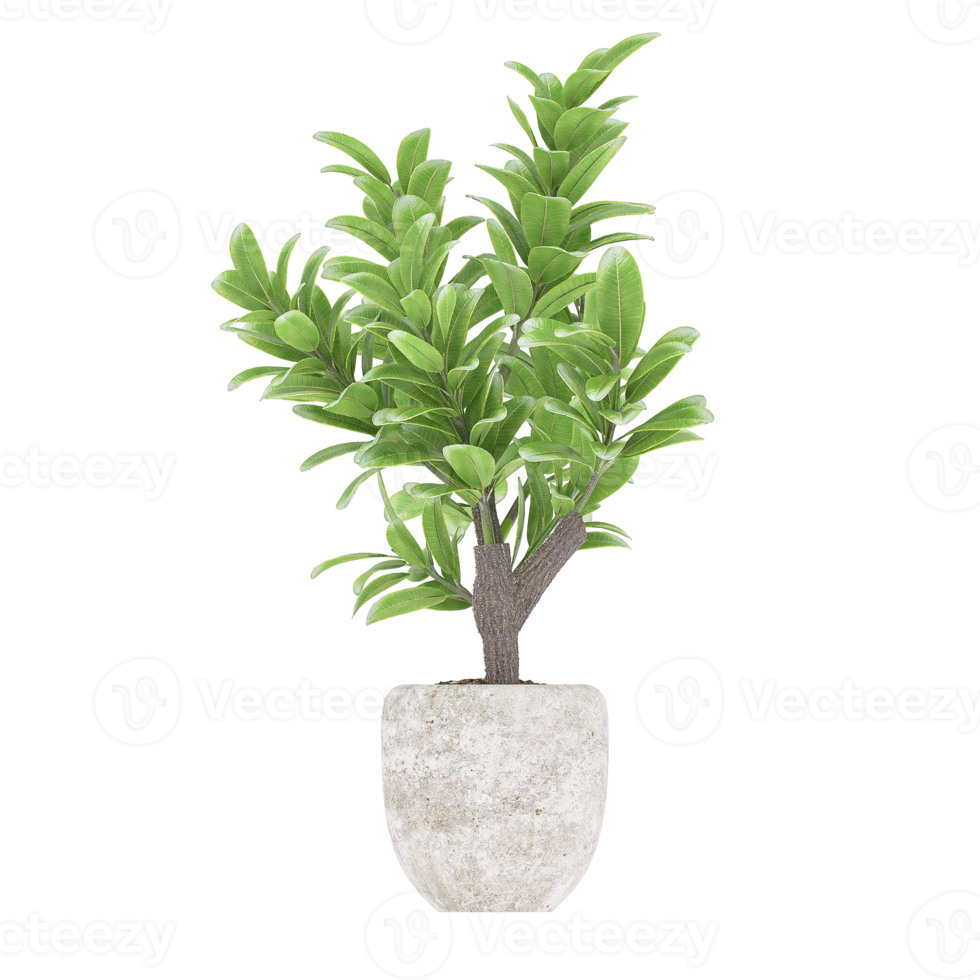 3D illustration green plant in pot png