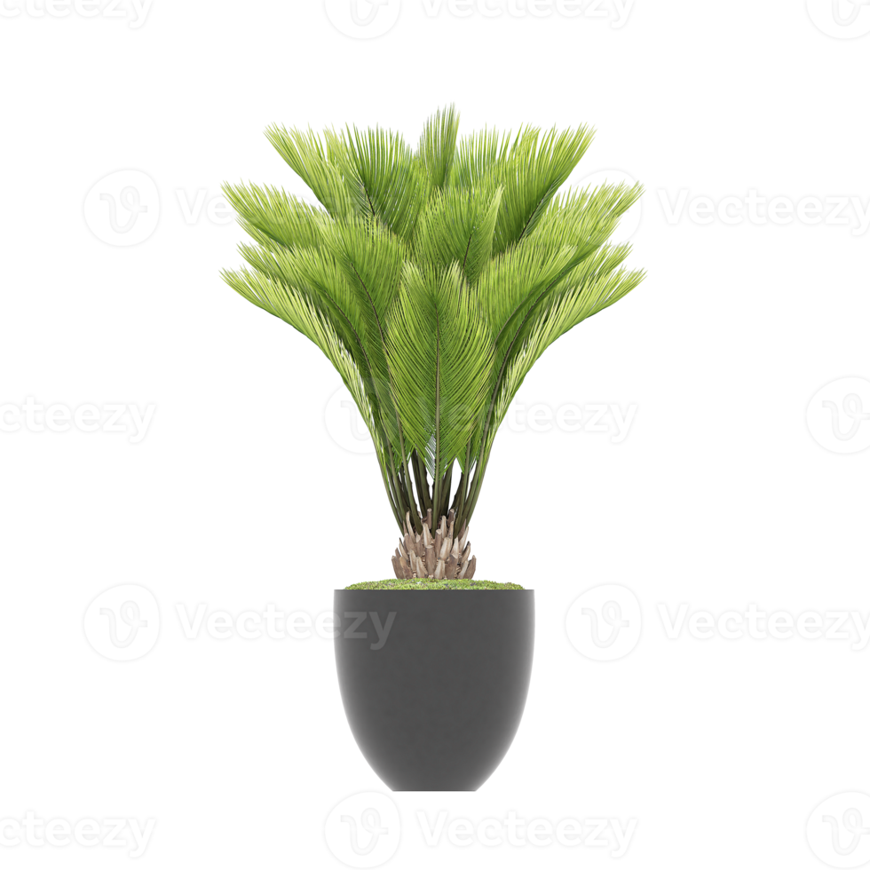 3D illustration green plant in pot png