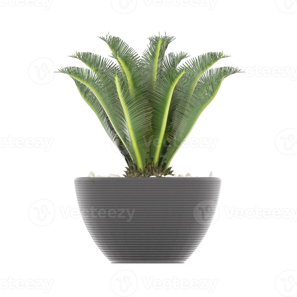 3D illustration green plant in pot png