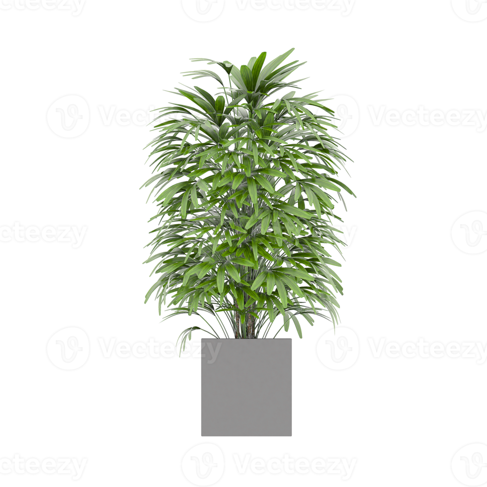 3D illustration green plant in pot png