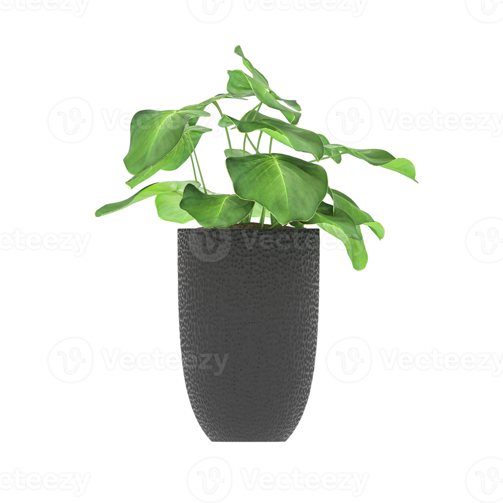 3D illustration green plant in pot png