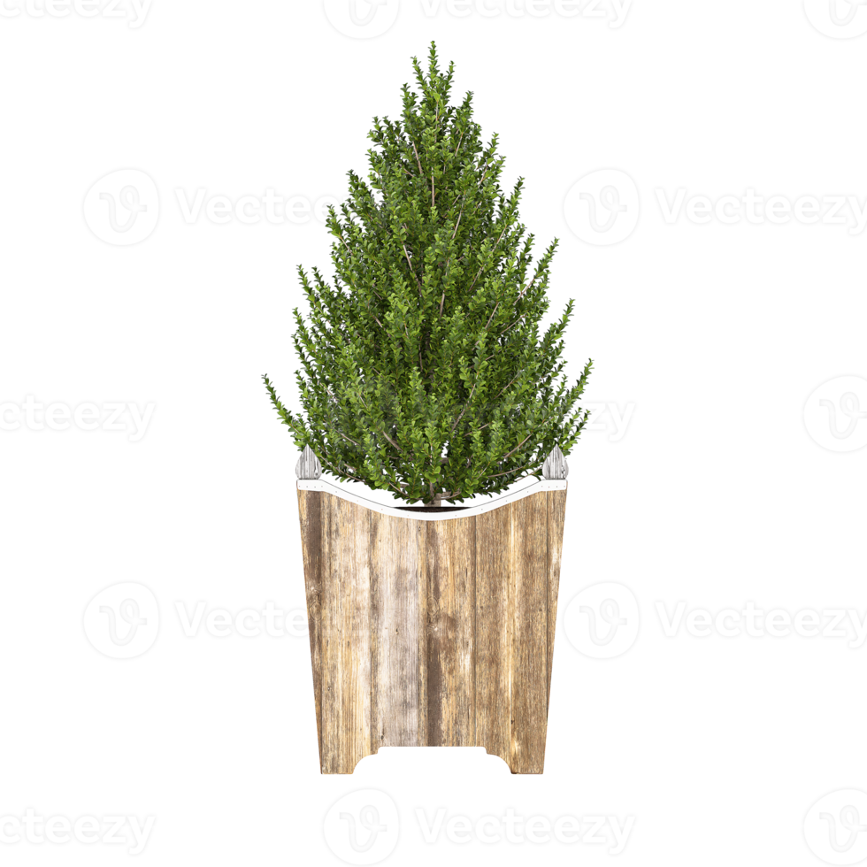 3D illustration green plant in pot png