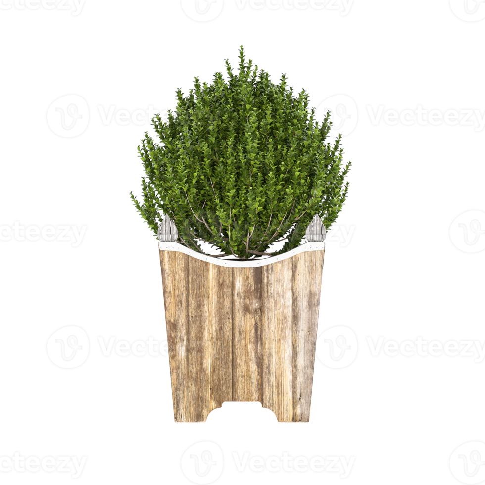 3D illustration green plant in pot png