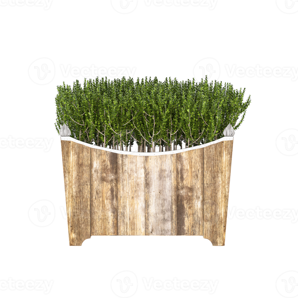 3D illustration green plant in pot png