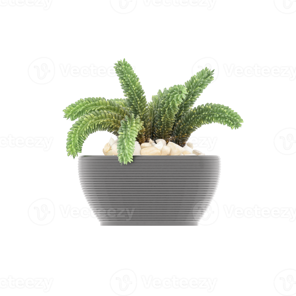 3D illustration green plant in pot png