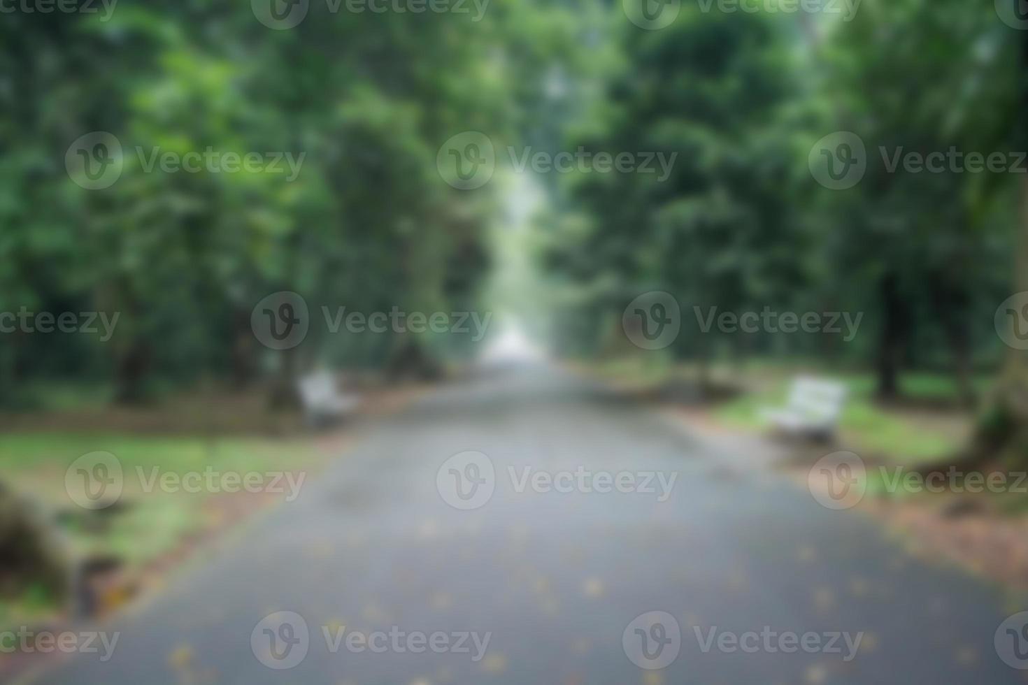 Blur park garden tree in nature background, blurry green in summer  background 12596062 Stock Photo at Vecteezy