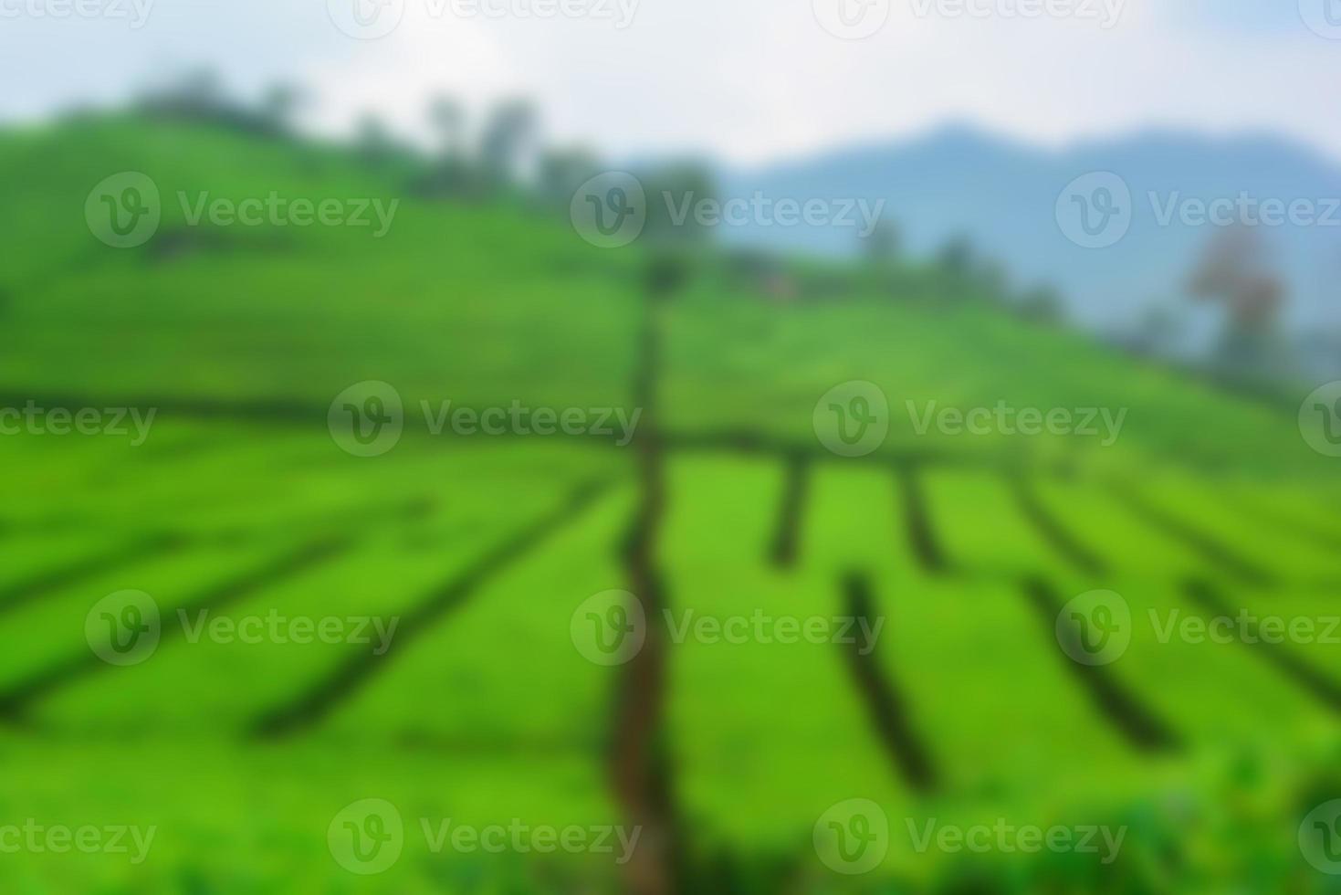Tea garden view with cloudy clouds. Green nature blured background for your text photo