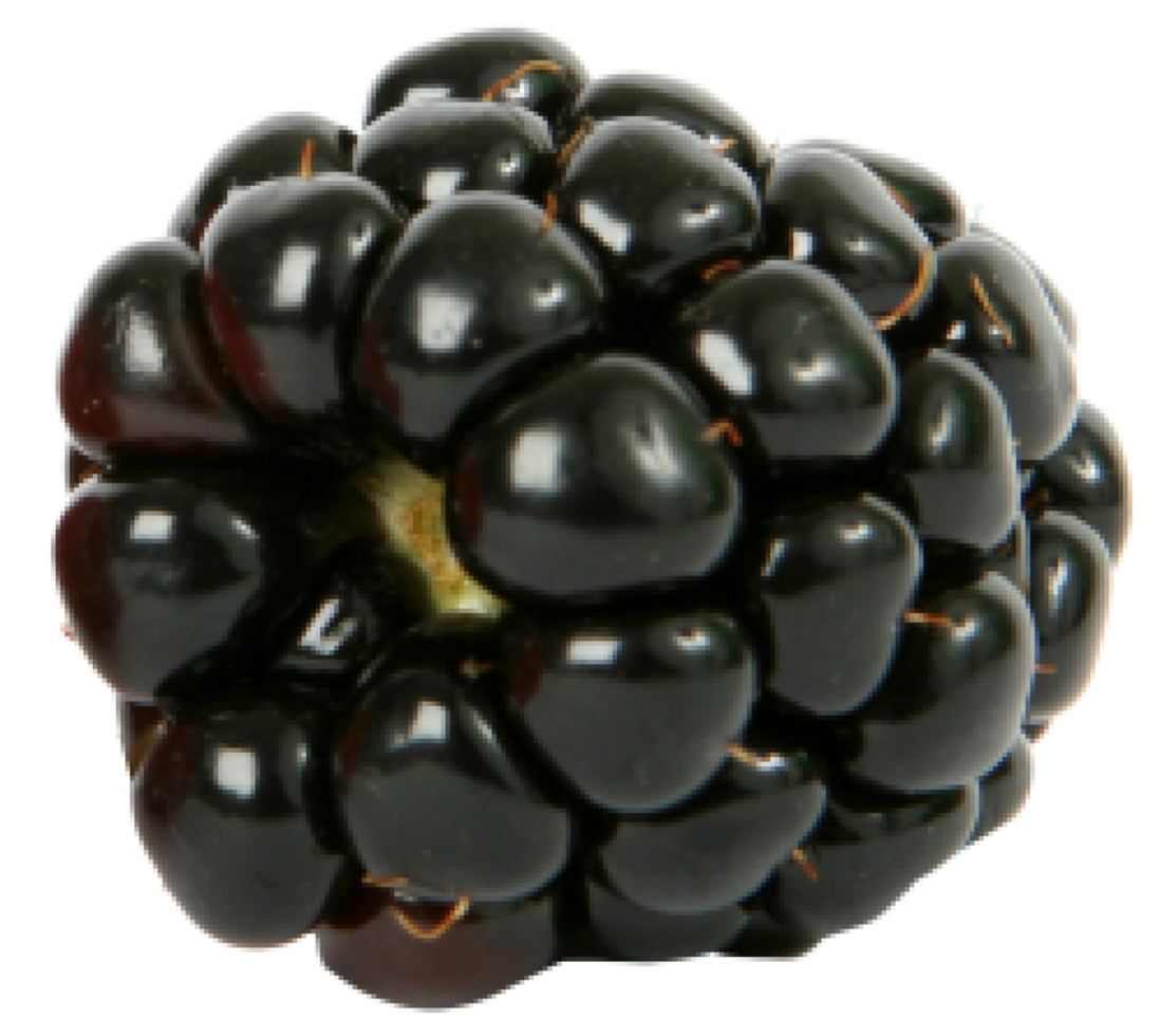 cut out of blackberry fruit png