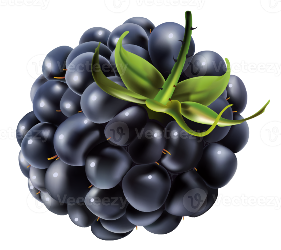 Brombeere mit Blättern png