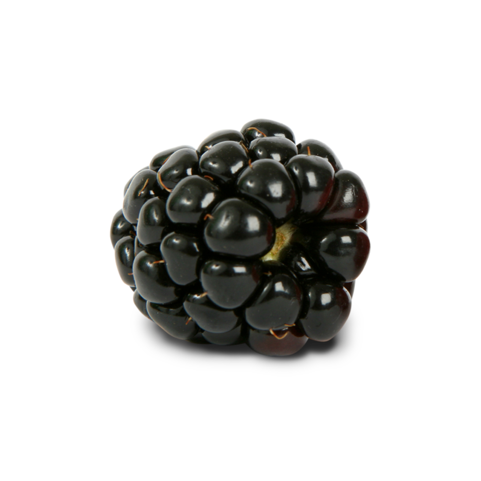 cut out of blackberry fruit png