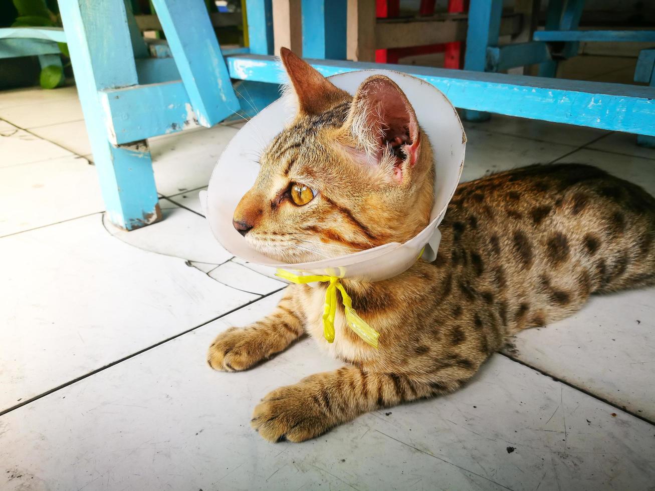 Bengal cat with a collar preventing from licking on a wound. 12596282
