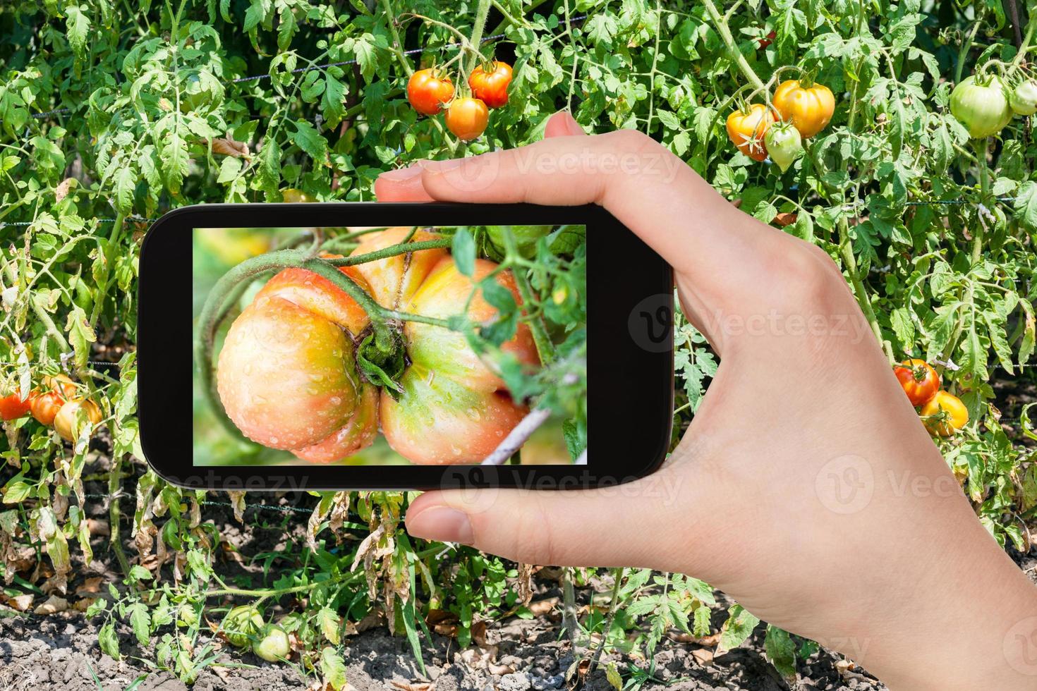 gardener photographs tomato in garden photo