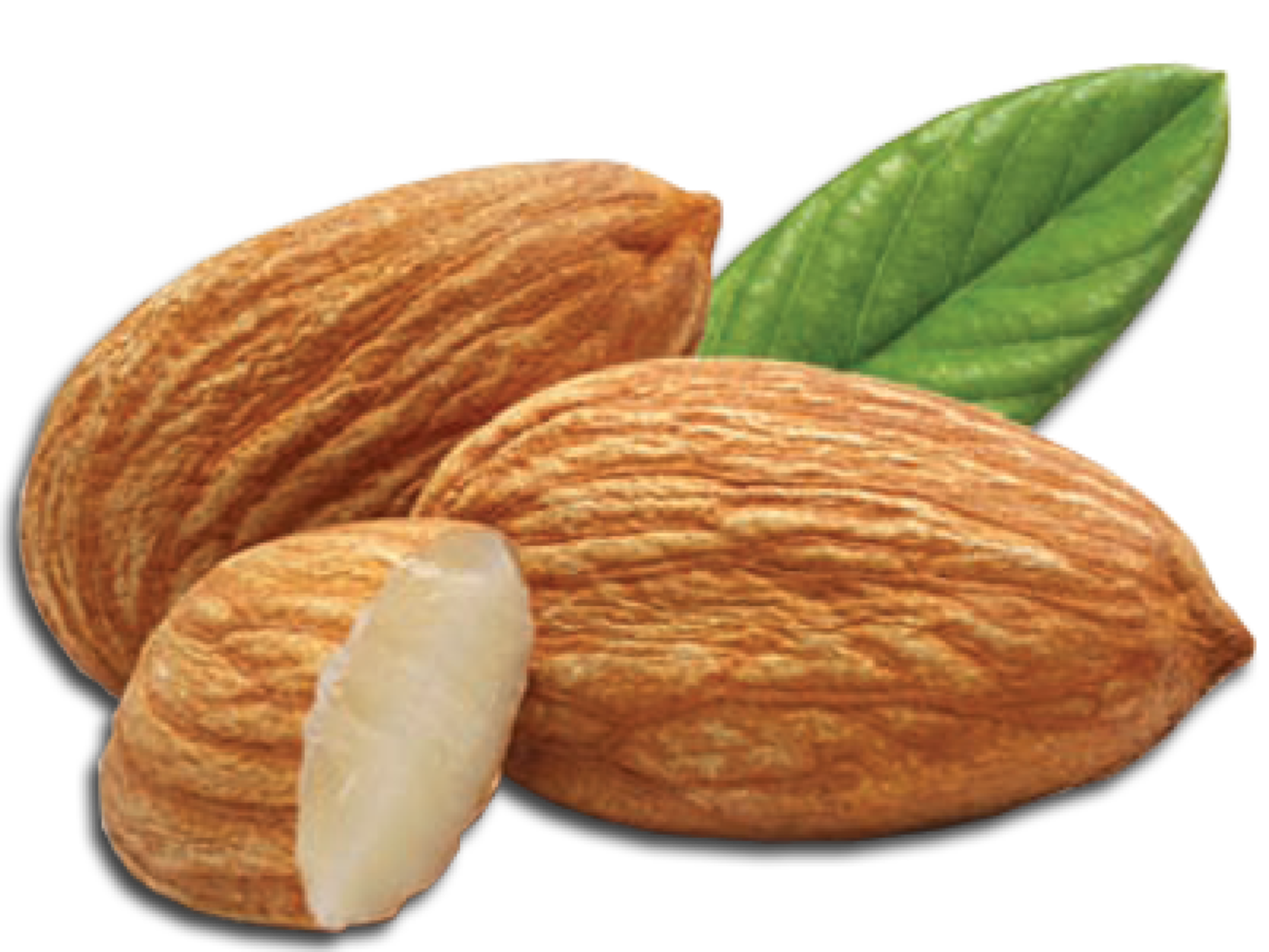 nuez de almendra con hojas png