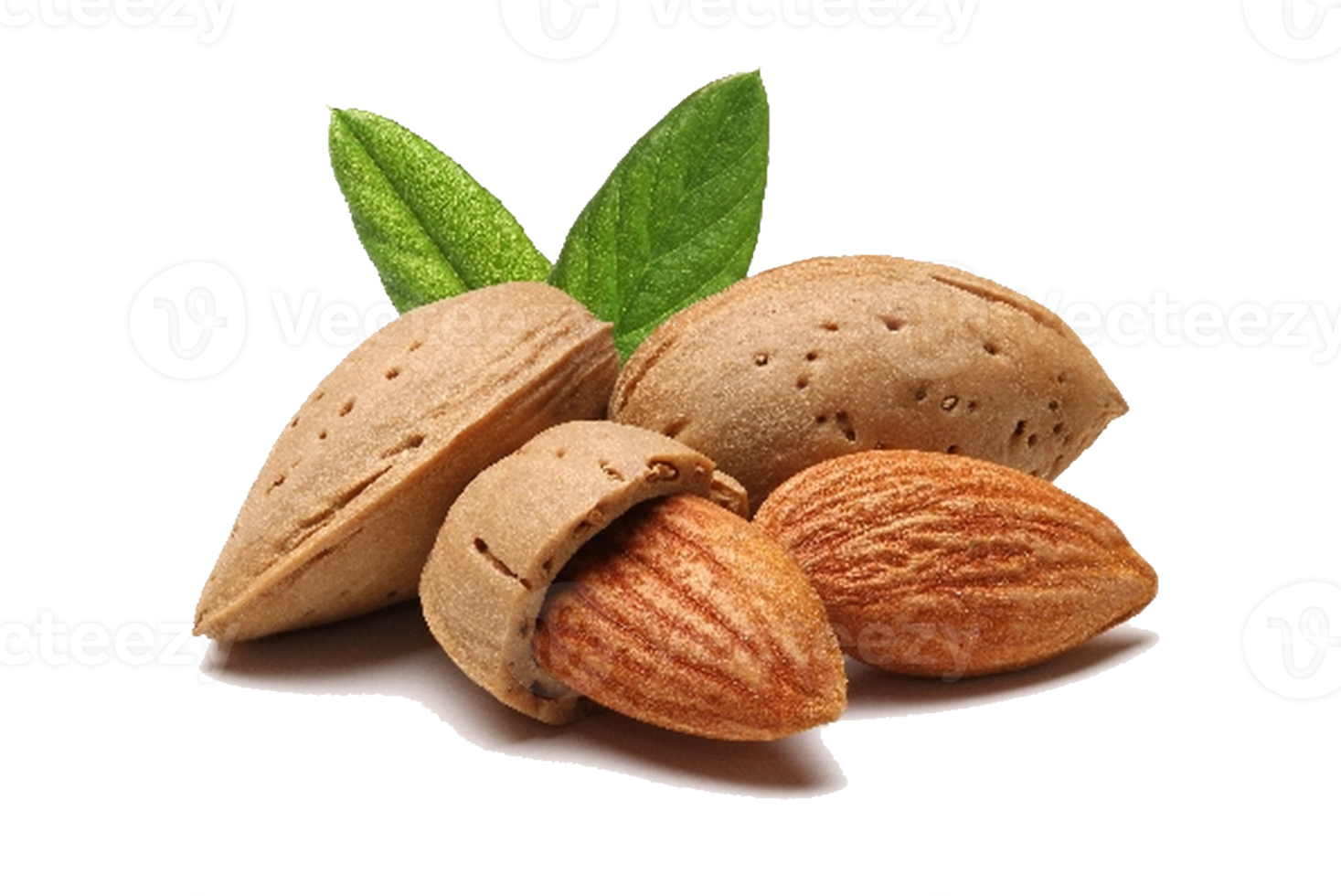 nuez de almendra con hojas png