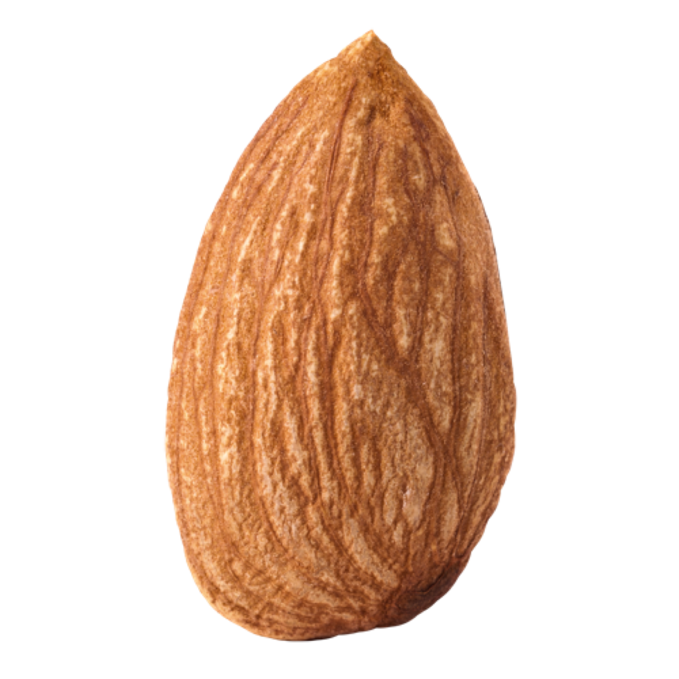 solo de nuez de almendra png