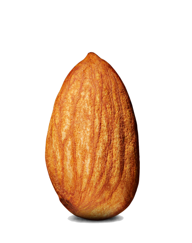 single of almond nut png