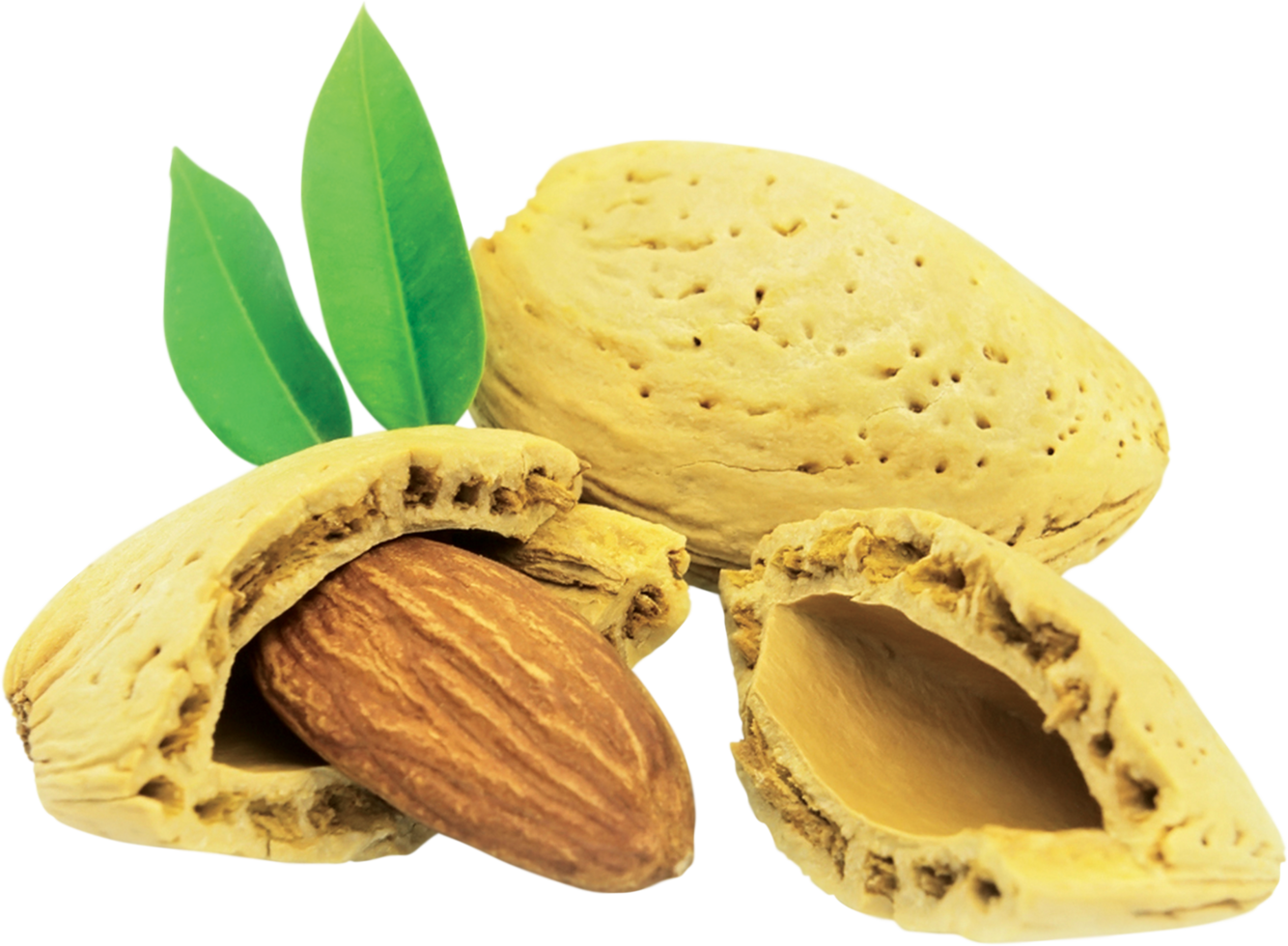 almond nut with leaves png