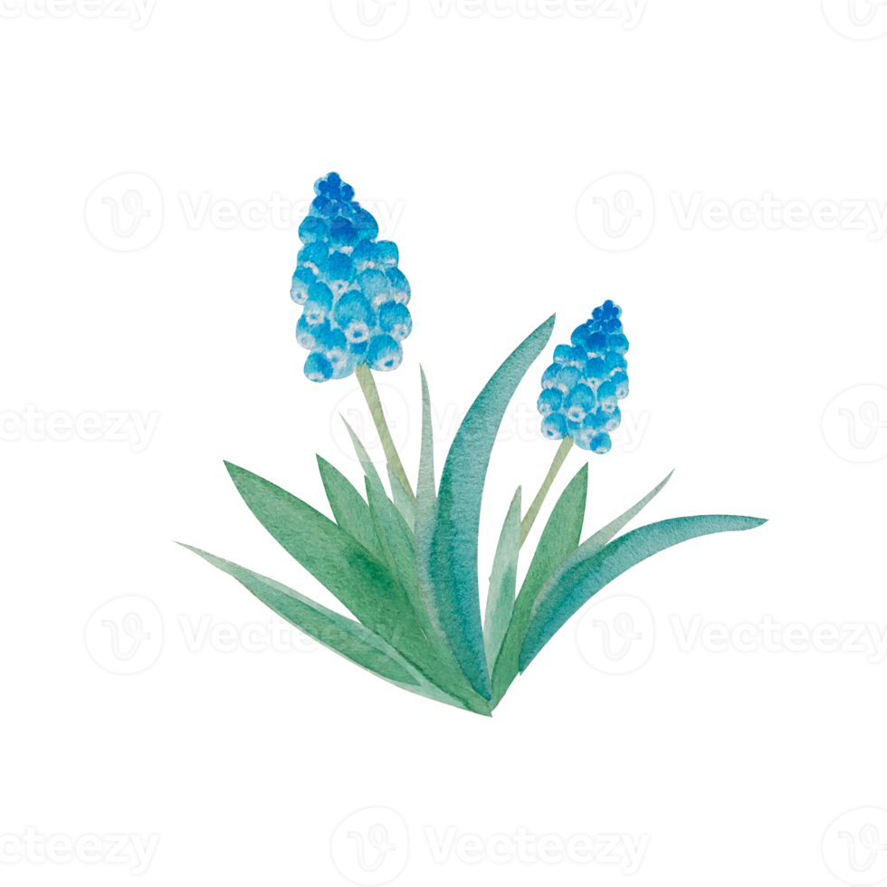 Watercolor spring flowers bouquet png