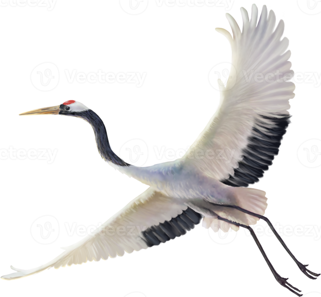 red crowned crane paint png