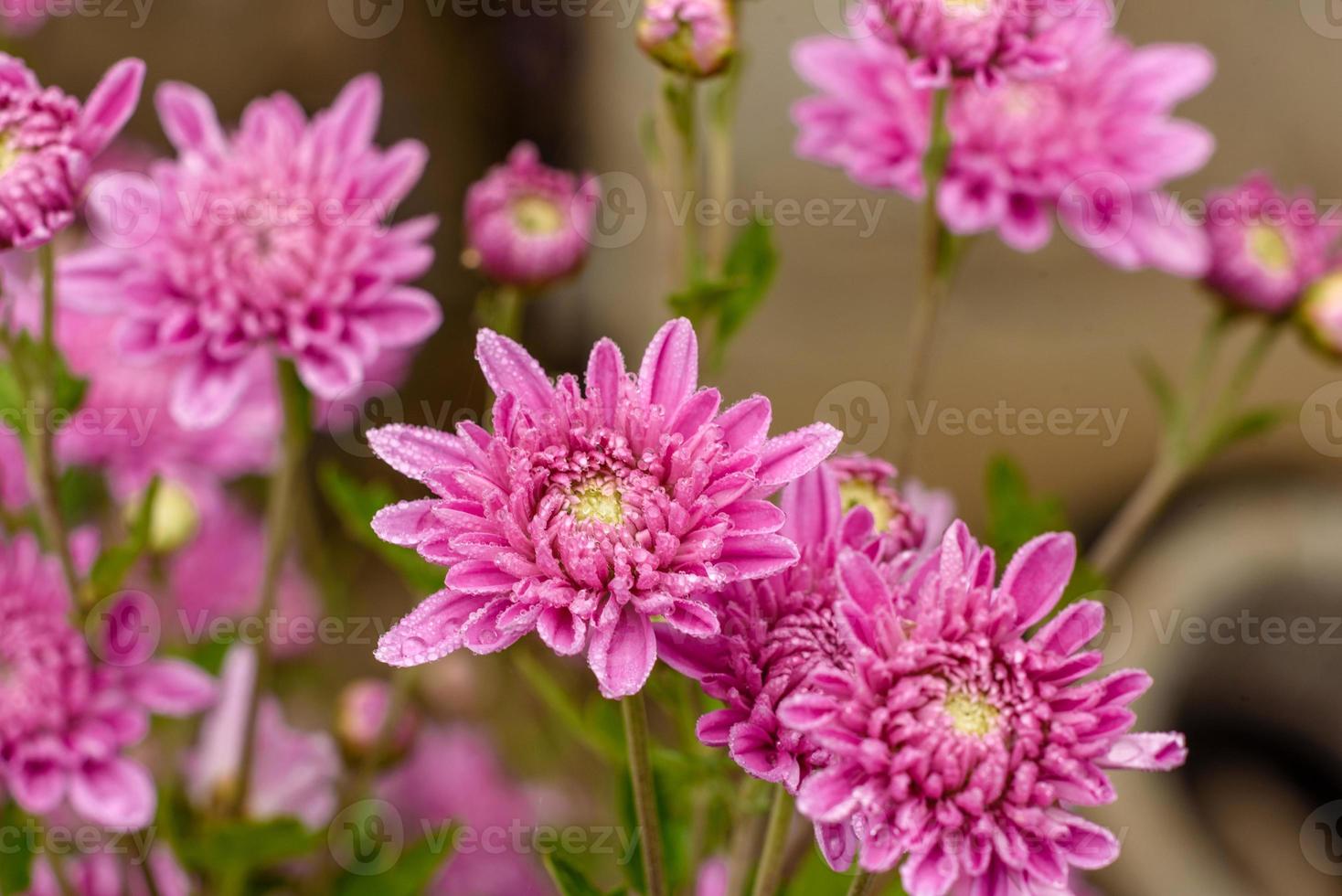 A close up photo of a bunch of pink chrysanthemum flowers