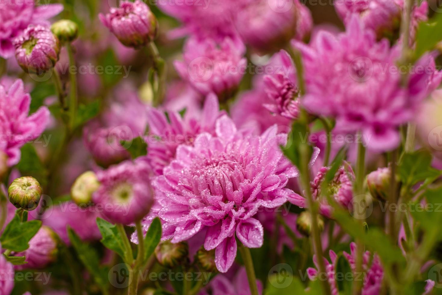 A close up photo of a bunch of pink chrysanthemum flowers