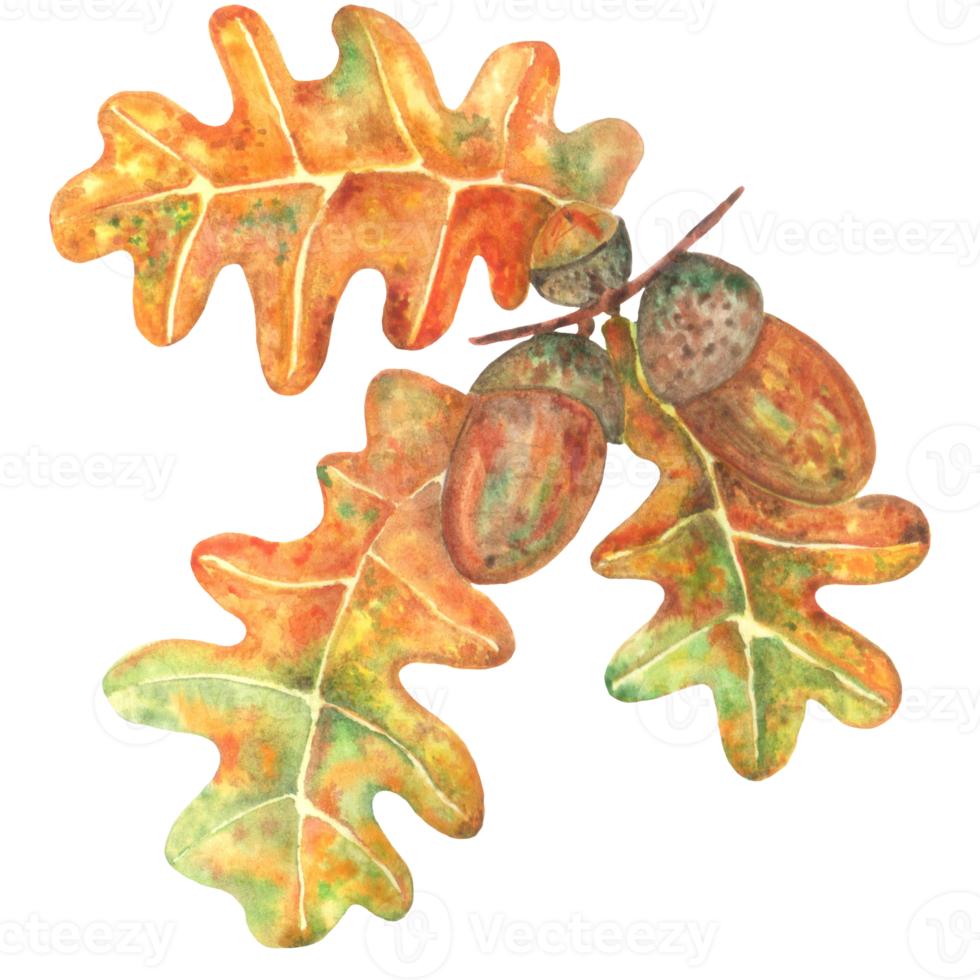 glands aquarelles et feuilles de chêne png