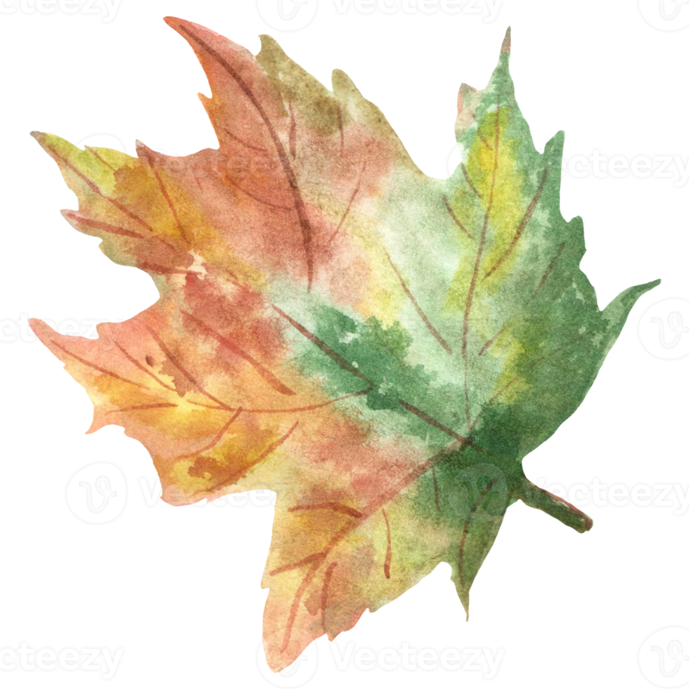 Watercolor autumn maple leaf png