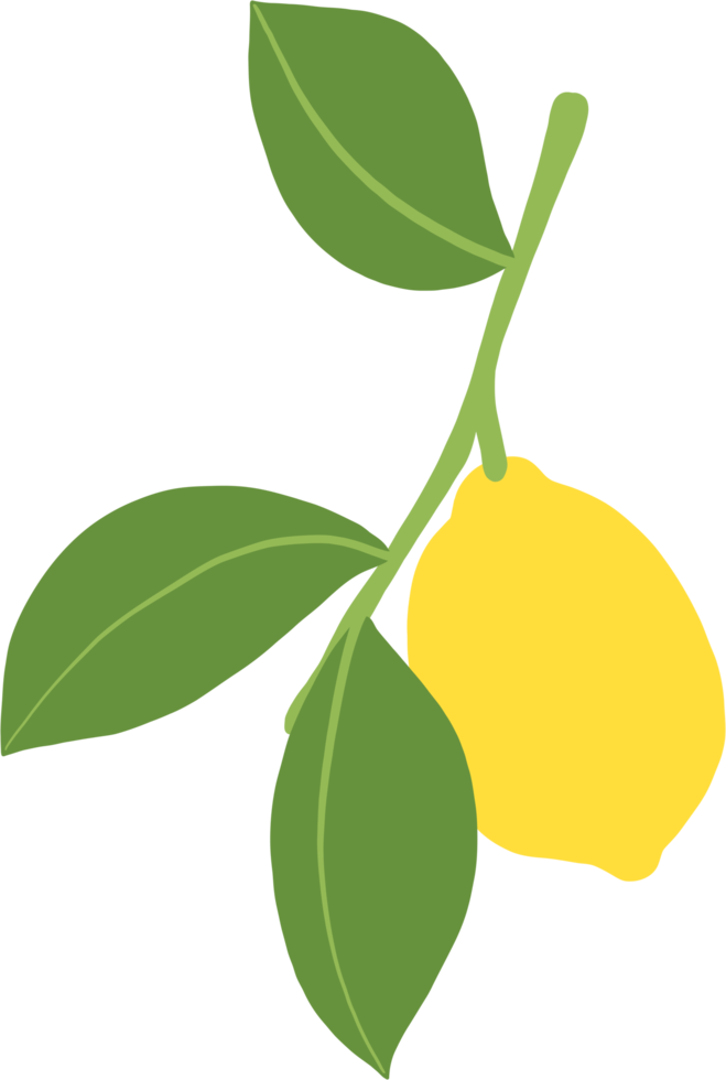 doodle freehand sketch drawing of lemon fruit. png