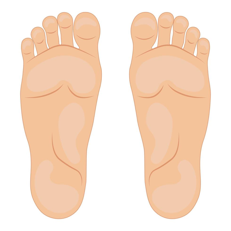 Vector illustration of the soles of the feet. Vector illustration.