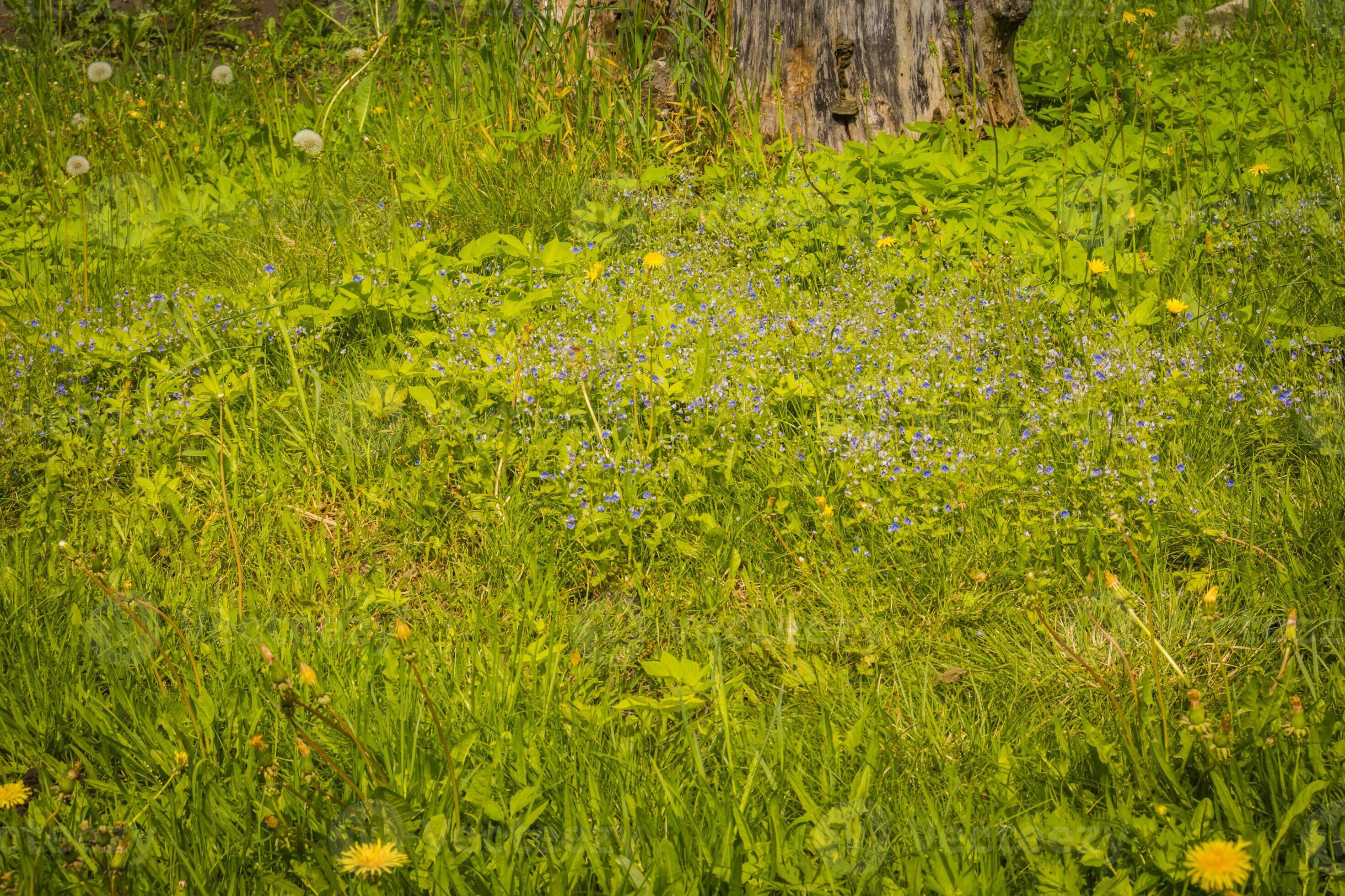 Little blue flowers in the grass 12598793 Stock Photo at Vecteezy