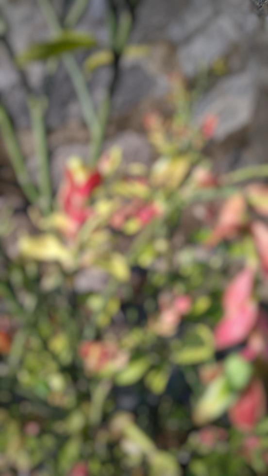 small city center garden photo blur background