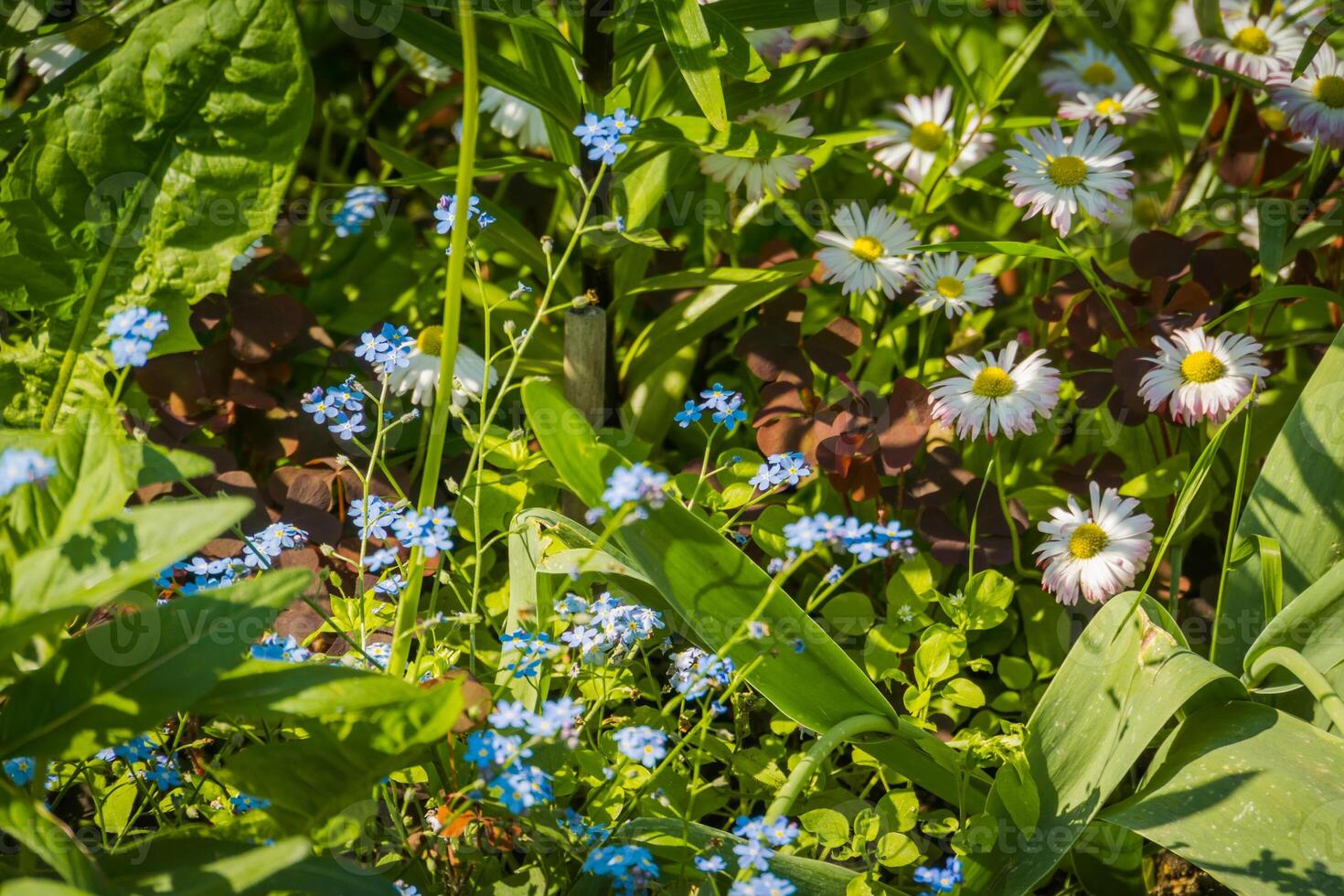 Little blue flowers in the grass 12599521 Stock Photo at Vecteezy