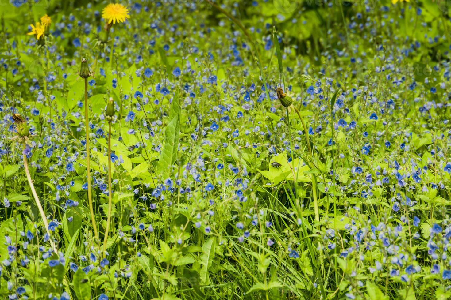 Little blue flowers in the grass 12599728 Stock Photo at Vecteezy
