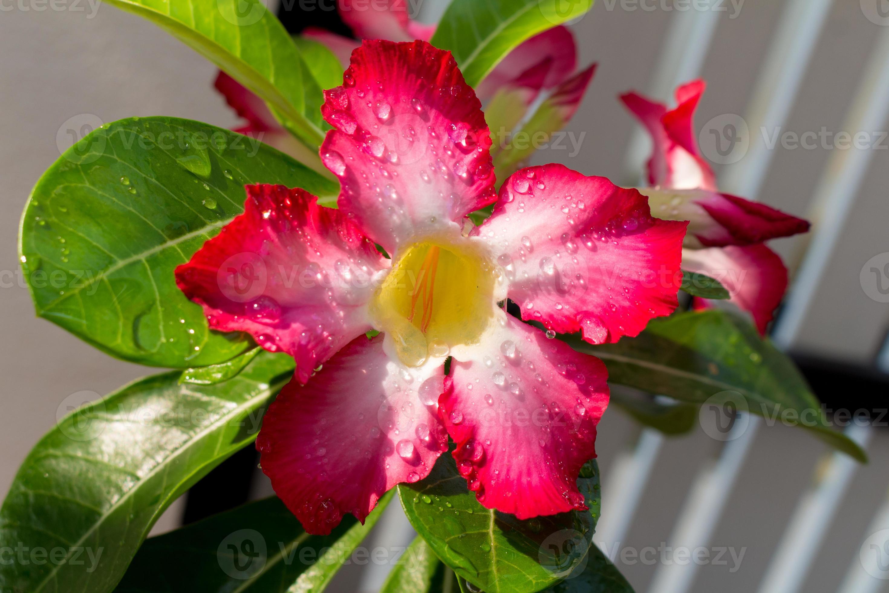 azalea flores día primer plano flor gota de agua 12600729 Foto de stock en  Vecteezy