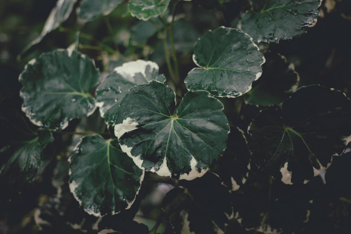 Close up green leaf texture, abstract background, vignette. photo