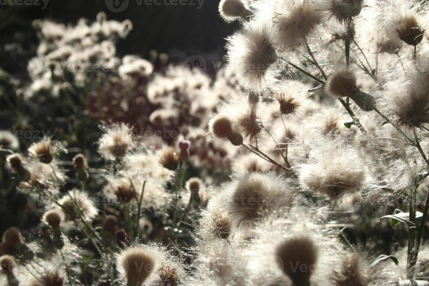 Dry flowers forest landscape. Dry flowers field, meadow. Sensual delicate beige background delicate dry aesthetic floral photo