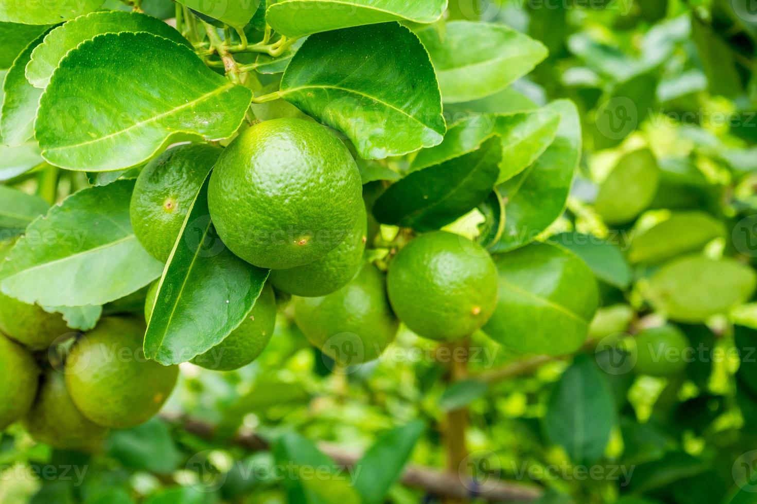 Fresh green lemon limes on tree in organic garden photo