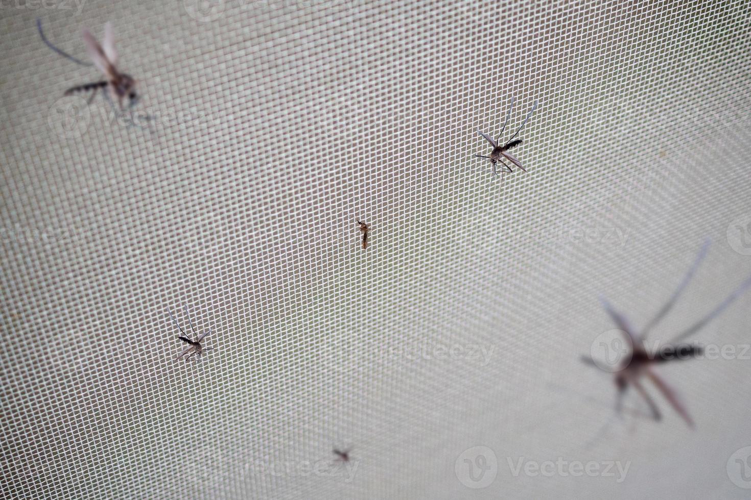 many mosquitoes on insect net wire screen close up on house window photo