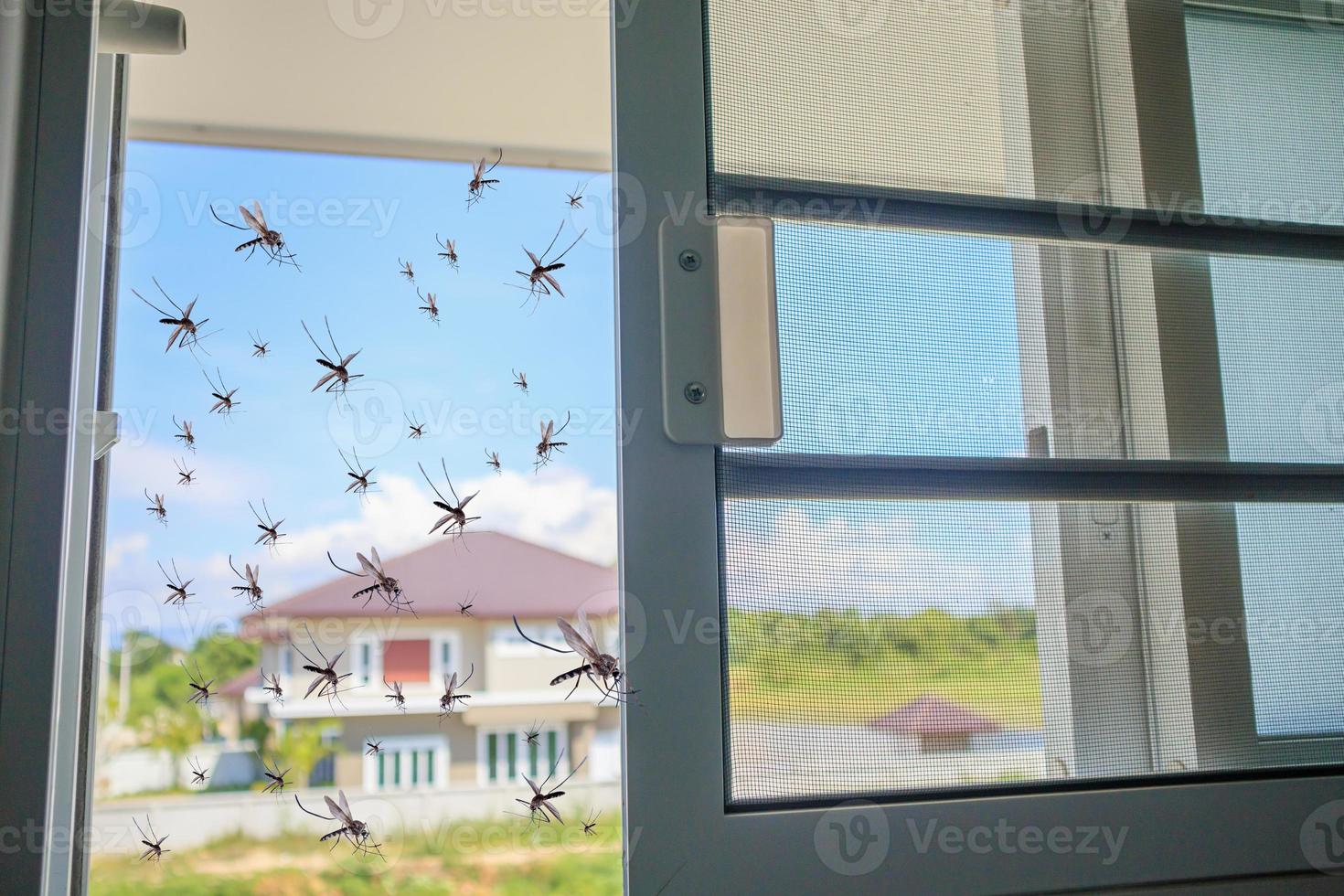 Many mosquitoes flying in to the house while insect net was opened photo