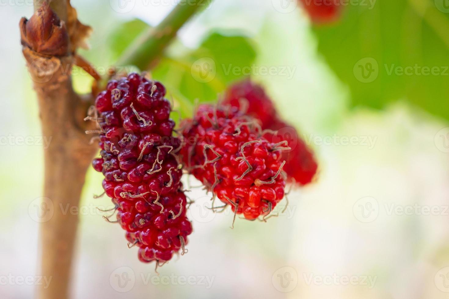 Fresh red mulberry fruits on tree branch photo