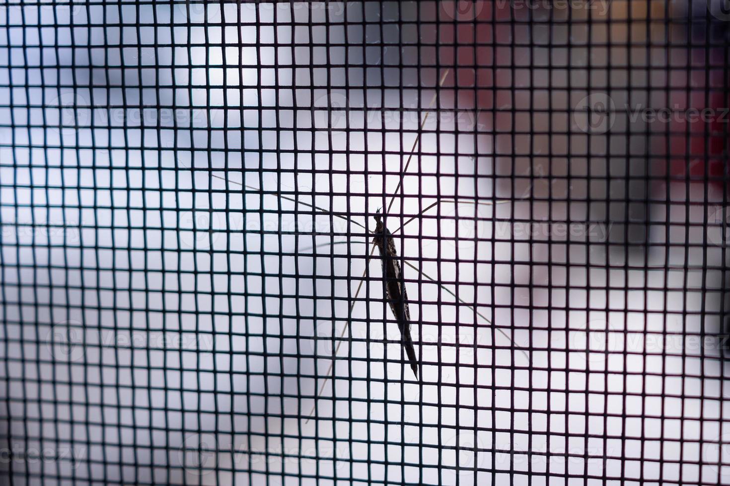 mosquito net wire screen on house window protection against insect photo