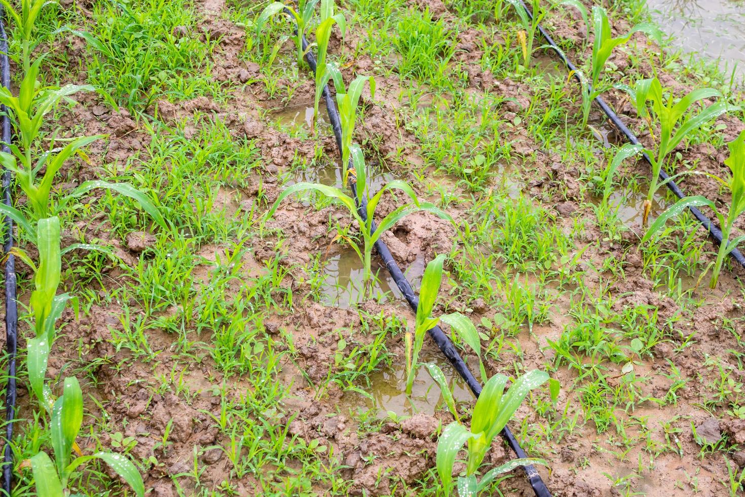 corn field with water irrigation system in organic garden photo