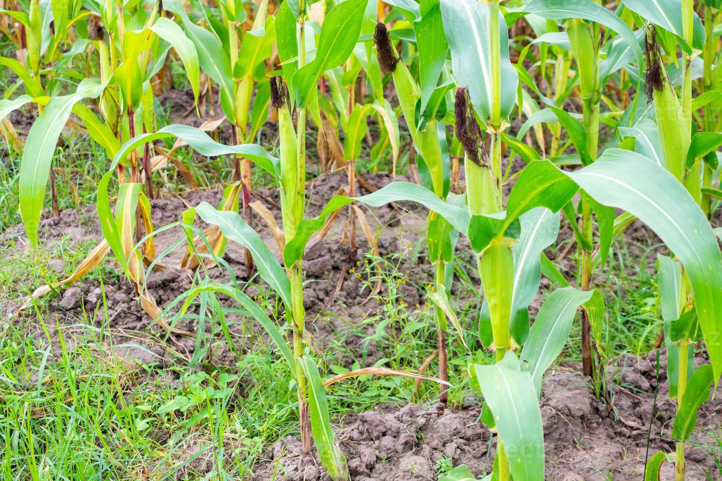 Corn plant with green leaves growth in agriculture field outdoor