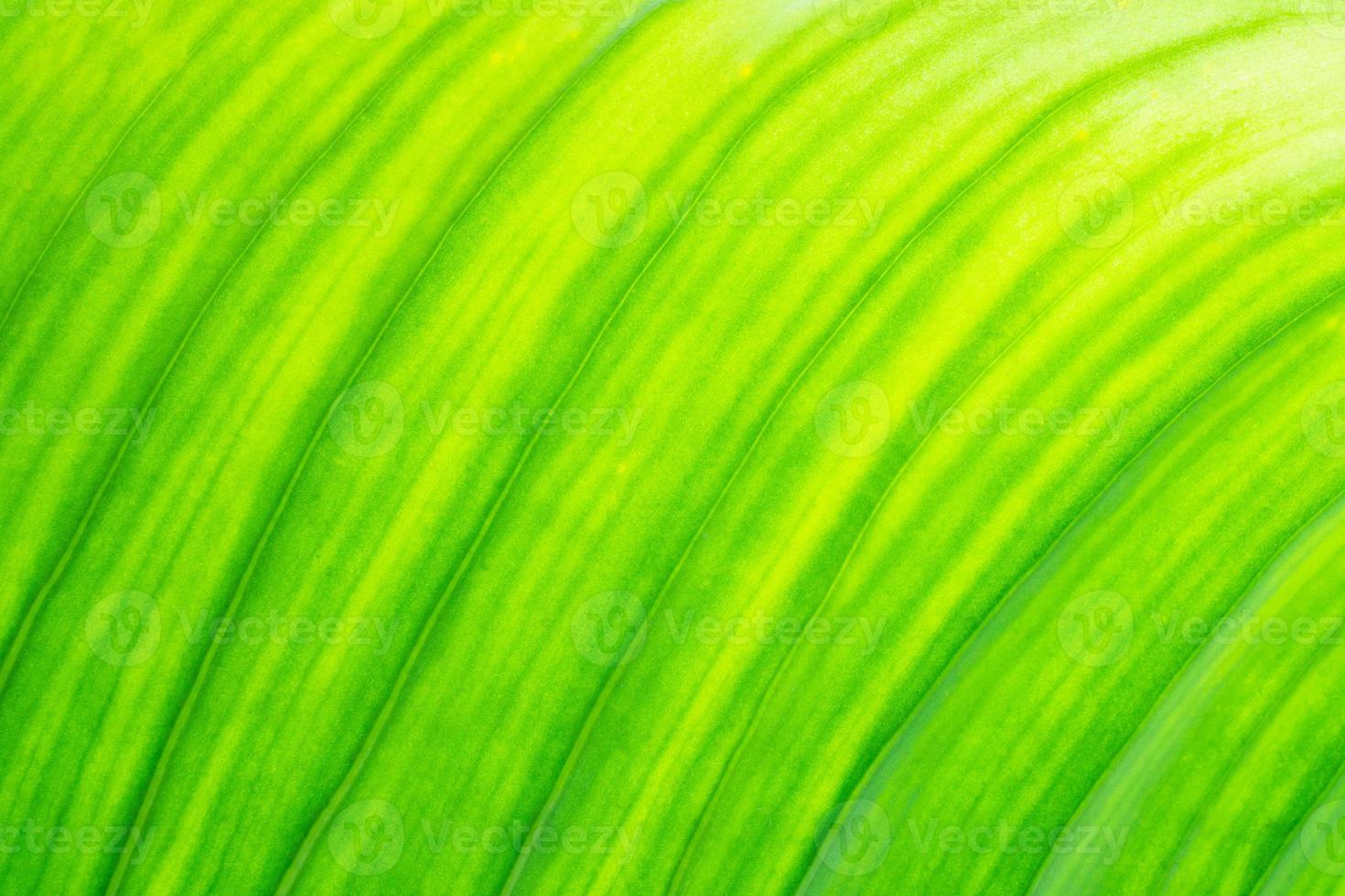 fresh green leaf texture natural abstract background close up with copy space photo