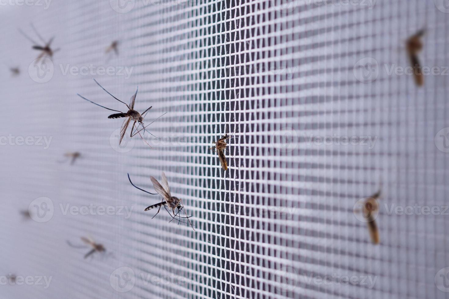 many mosquitoes on insect net wire screen close up on house window photo