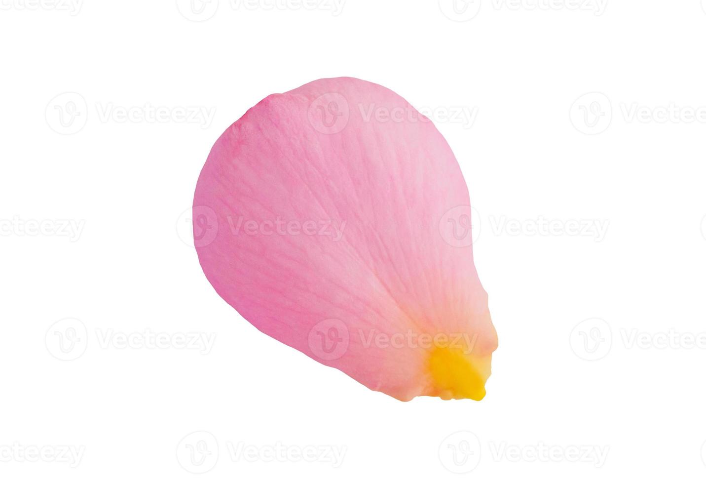 Pink rose petals isolated on white background with clipping path photo