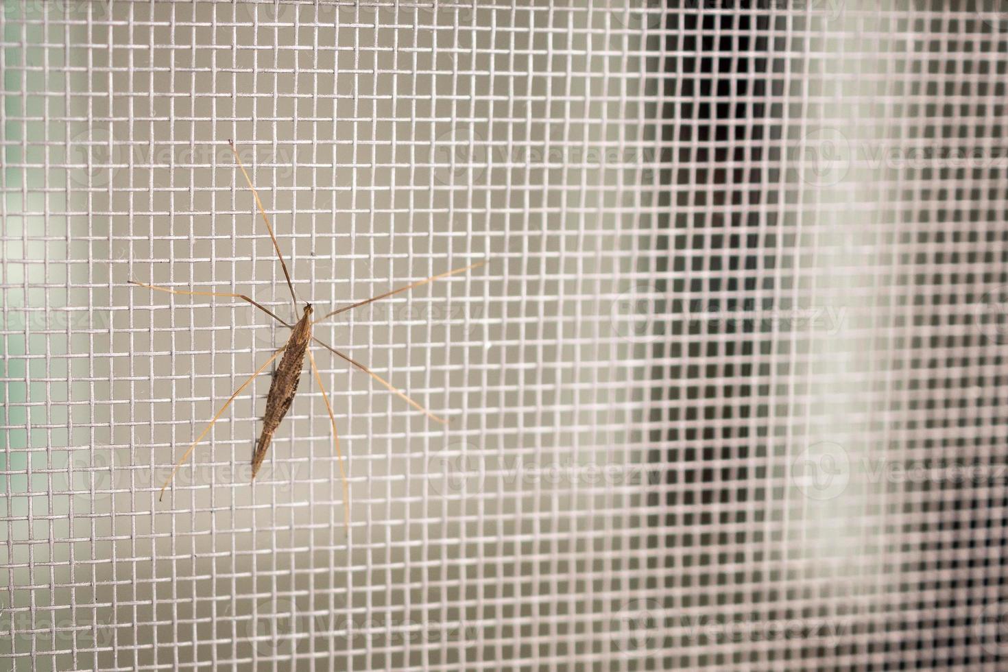 mosquito net wire screen on house window protection against insect photo