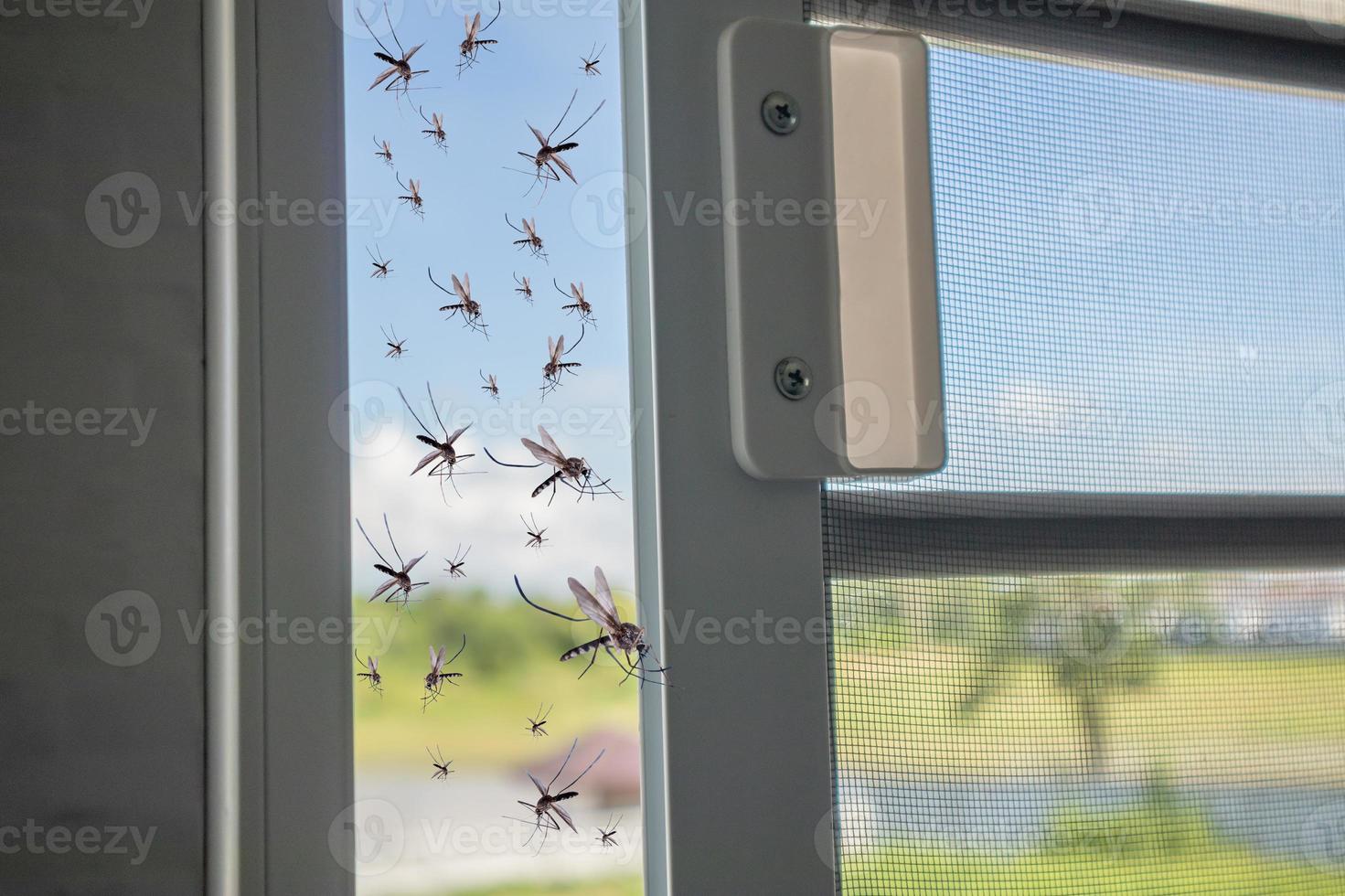 Many mosquitoes flying in to the house while insect net was opened photo